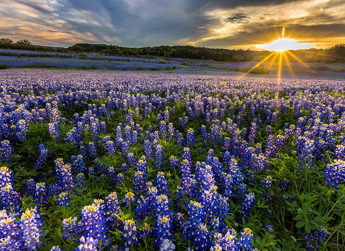 Charities We Support - Scenic Landscape of Blue Bonnet Flowers in a Field at Sunset in Texas